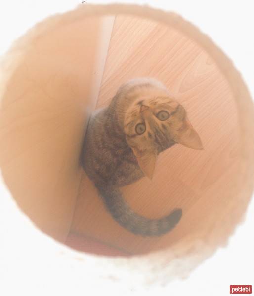 Tekir Kedi, Kedi  Gümüş fotoğrafı
