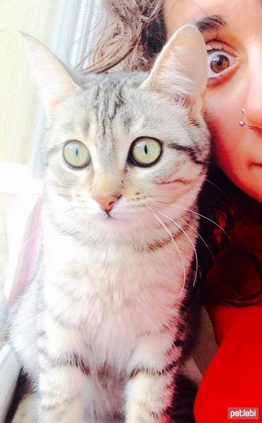 Tekir Kedi, Kedi  Gümüş fotoğrafı