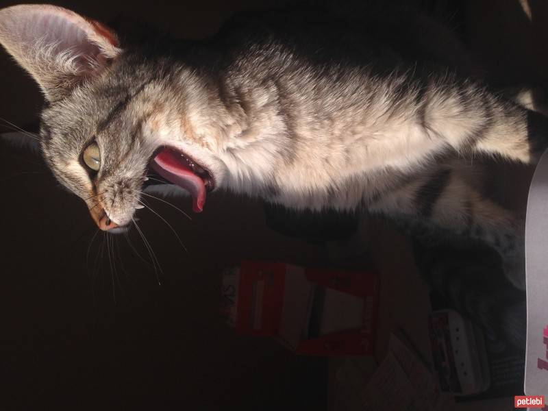 Tekir Kedi, Kedi  Gümüş fotoğrafı