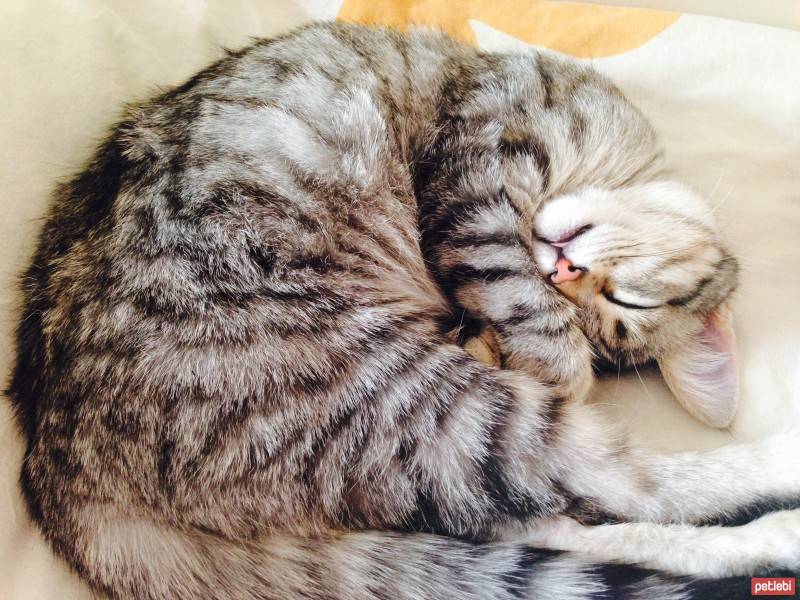 Tekir Kedi, Kedi  Gümüş fotoğrafı