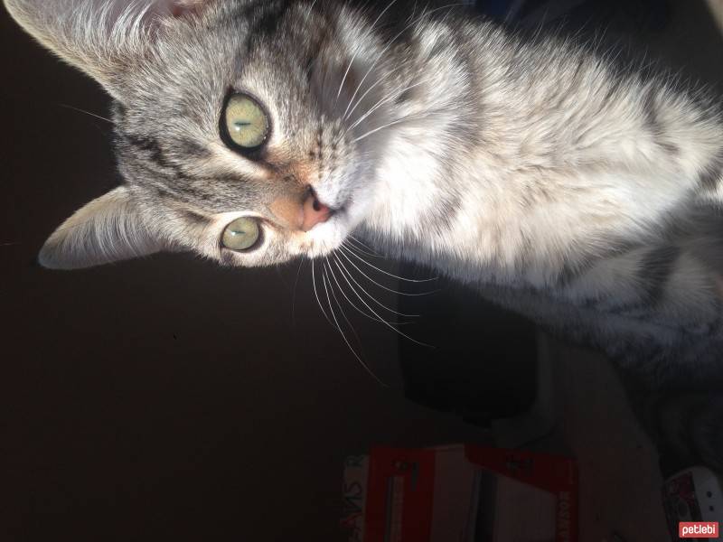 Tekir Kedi, Kedi  Gümüş fotoğrafı