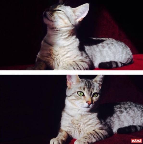 Tekir Kedi, Kedi  Gümüş fotoğrafı