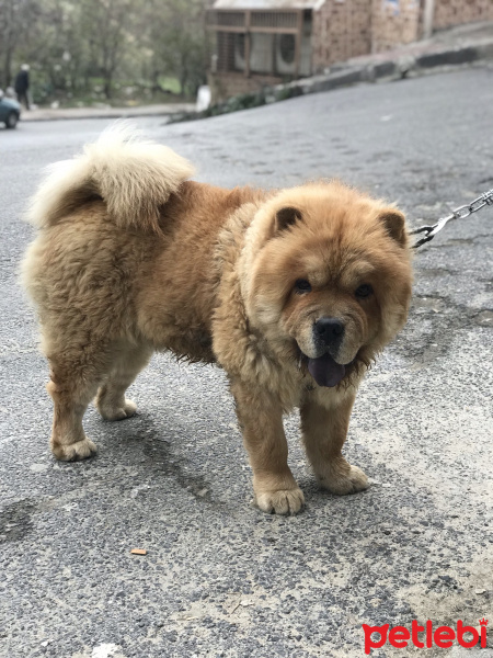 Chow Chow (çin Aslanı), Köpek  Kral fotoğrafı