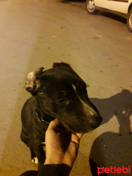 Amerikan Pitbull Terrier, Köpek  Çaki fotoğrafı