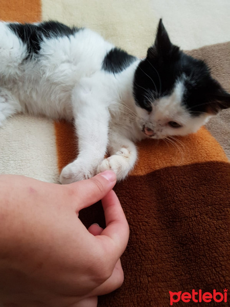 Tekir Kedi, Kedi  Kylie fotoğrafı