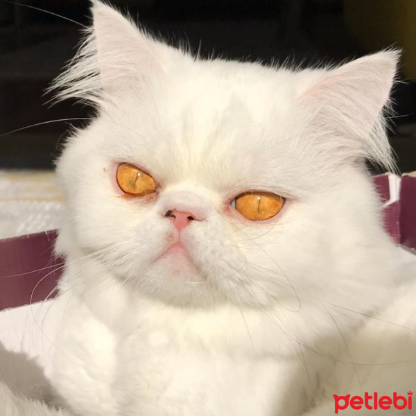 İran Kedisi (Persian), Kedi  Aşil fotoğrafı