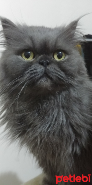 İran Kedisi (Persian), Kedi  Çeko fotoğrafı