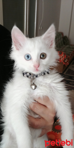 İran Kedisi (Persian), Kedi  Çeko fotoğrafı