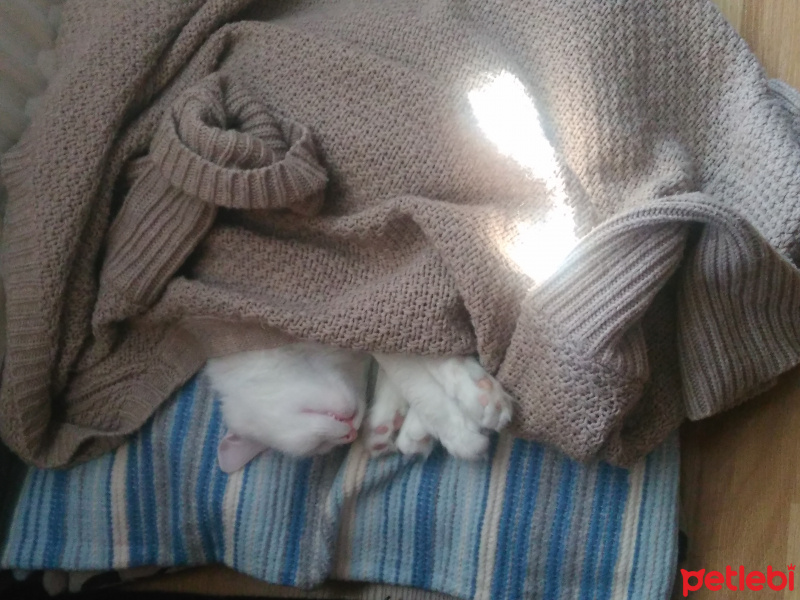 Ankara Kedisi, Kedi  Hayra fotoğrafı