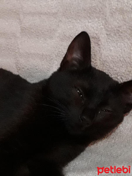 Havana Brown, Kedi  Minnoş fotoğrafı