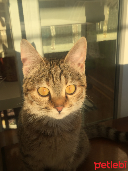 Tekir Kedi, Kedi  Vivi fotoğrafı