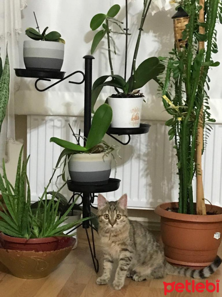 Tekir Kedi, Kedi  Vivi fotoğrafı