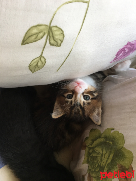 Tekir Kedi, Kedi  Aslan fotoğrafı