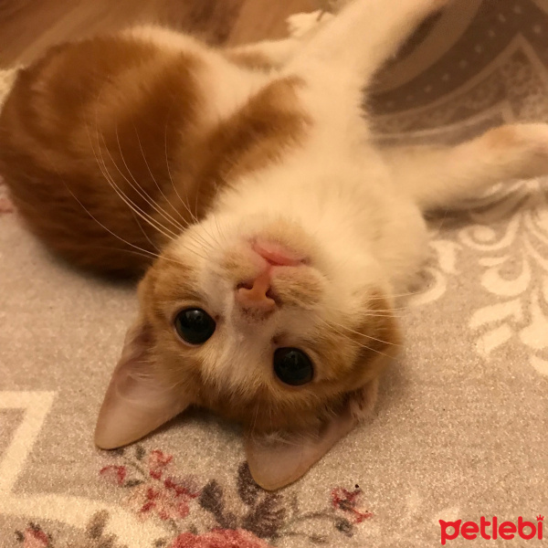 Tekir Kedi, Kedi  venüs fotoğrafı