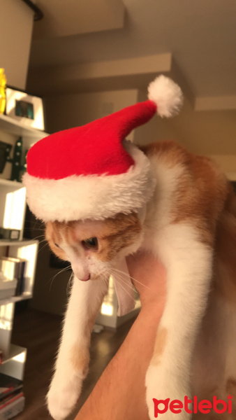 Tekir Kedi, Kedi  venüs fotoğrafı