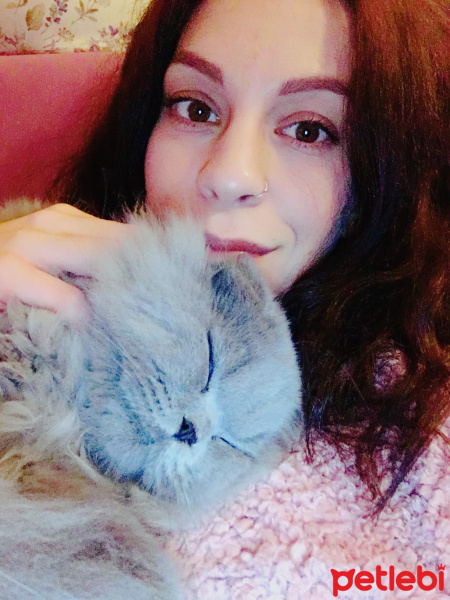 Scottish Fold, Kedi  Odin fotoğrafı