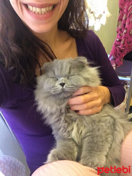 Scottish Fold, Kedi  Odin fotoğrafı