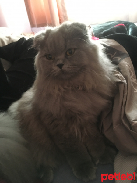 Scottish Fold, Kedi  Odin fotoğrafı