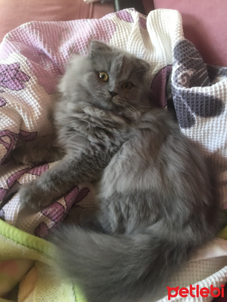 Scottish Fold, Kedi  Odin fotoğrafı