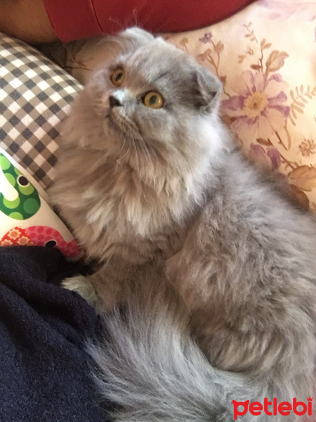 Scottish Fold, Kedi  Odin fotoğrafı