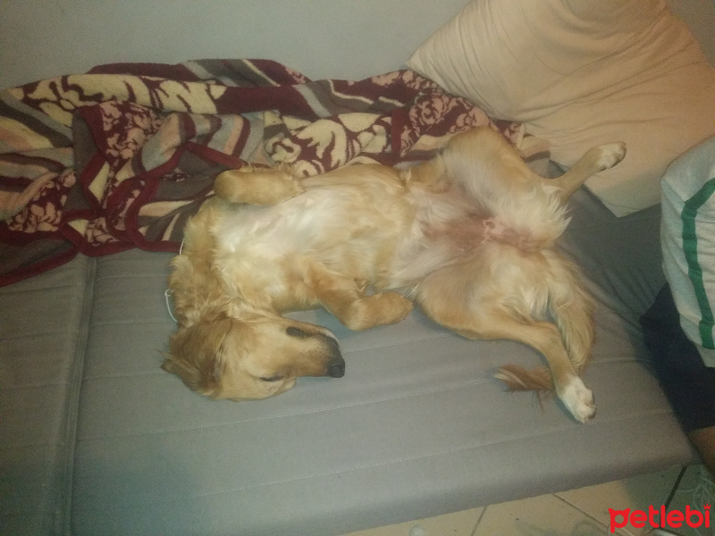Golden Retriever, Köpek  Şarap fotoğrafı