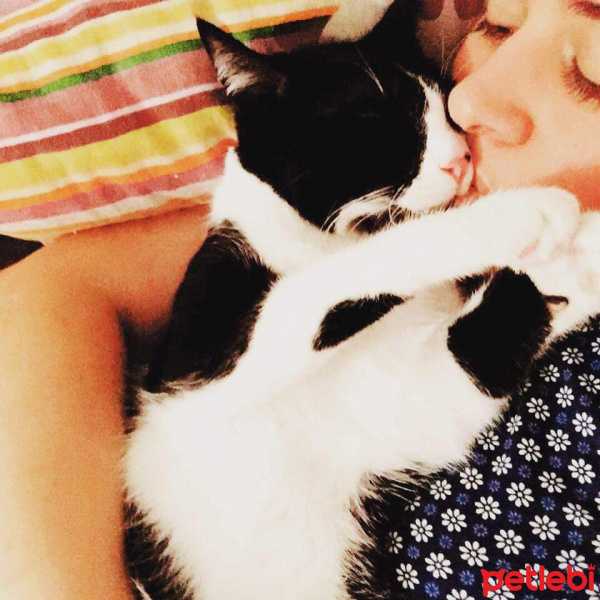 Tuxedo (Smokin) Kedi, Kedi  numik fotoğrafı