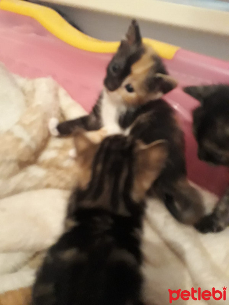 Tekir Kedi, Kedi  Boncuk fotoğrafı