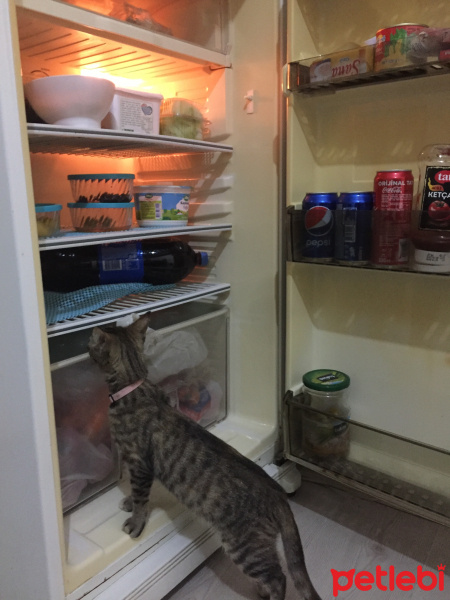 Tekir Kedi, Kedi  Cali fotoğrafı