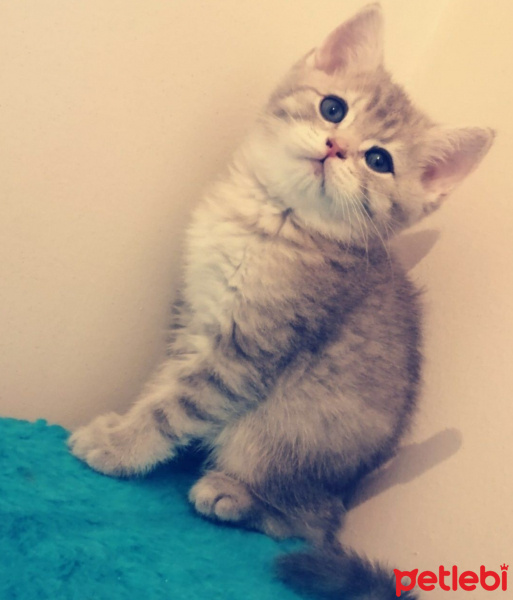 British Shorthair, Kedi  Piti fotoğrafı