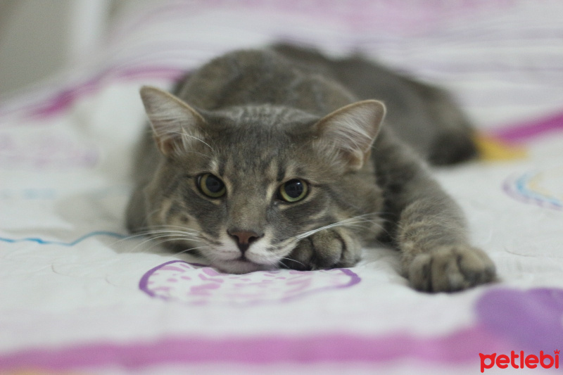 Tekir Kedi, Kedi  Gubuş fotoğrafı