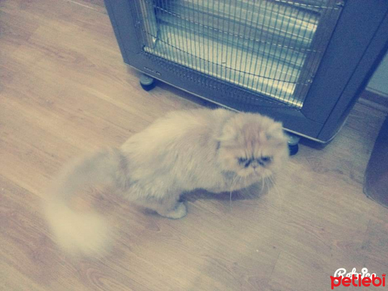 İran Kedisi (Persian), Kedi  Lucky fotoğrafı