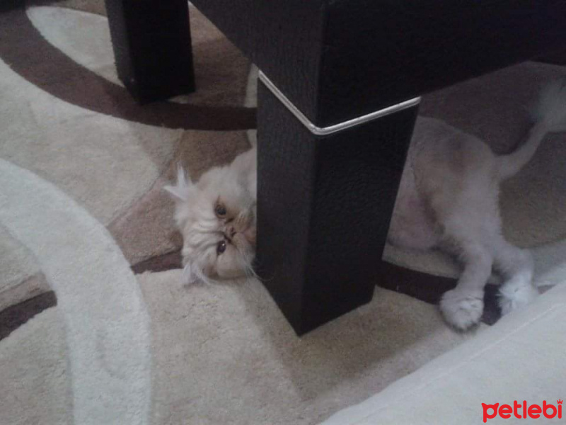 İran Kedisi (Persian), Kedi  Lucky fotoğrafı