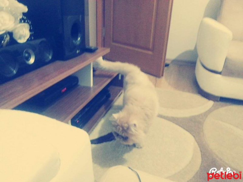 İran Kedisi (Persian), Kedi  Lucky fotoğrafı