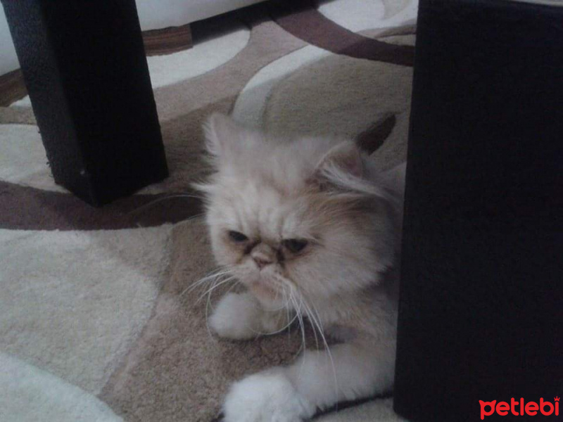 İran Kedisi (Persian), Kedi  Lucky fotoğrafı