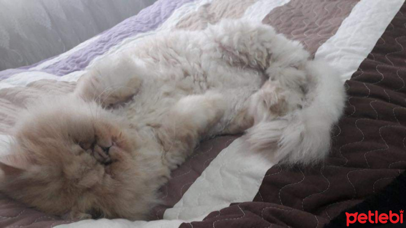 İran Kedisi (Persian), Kedi  Lucky fotoğrafı