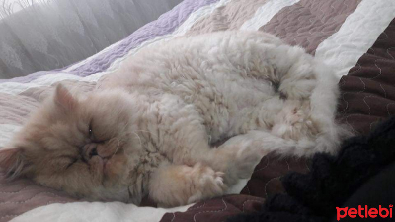 İran Kedisi (Persian), Kedi  Lucky fotoğrafı