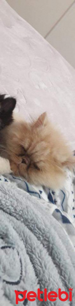 İran Kedisi (Persian), Kedi  Lucky fotoğrafı