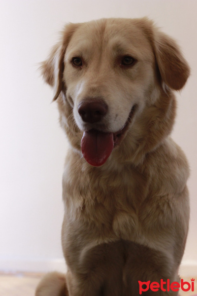 Golden Retriever, Köpek  Luffy fotoğrafı