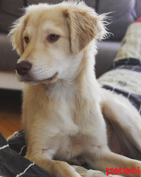 Golden Retriever, Köpek  Luffy fotoğrafı