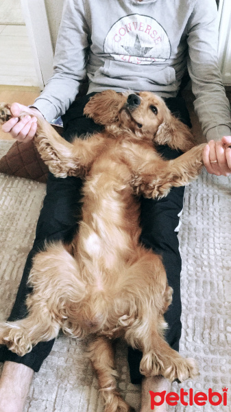 İngiliz Cocker Spaniel, Köpek  Vegas fotoğrafı