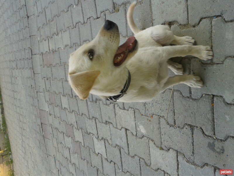 Labrador Retriever, Köpek  Oscar fotoğrafı