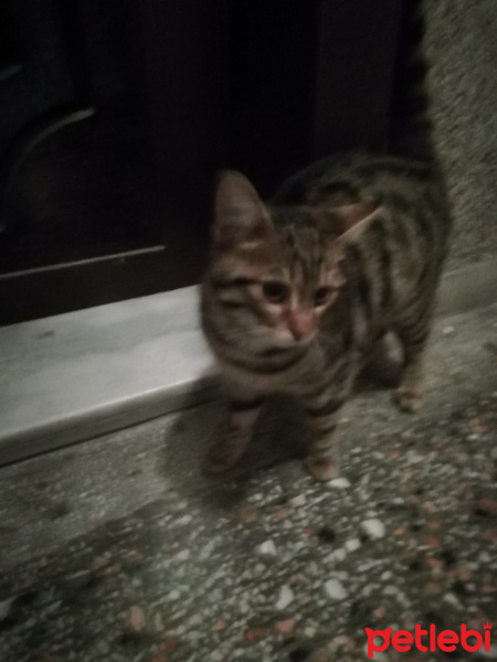Tekir Kedi, Kedi  Tekir fotoğrafı