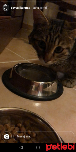Tekir Kedi, Kedi  Tekir fotoğrafı