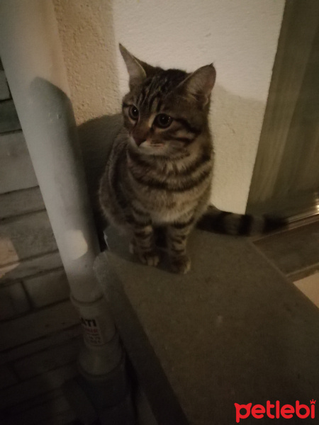 Tekir Kedi, Kedi  Tekir fotoğrafı