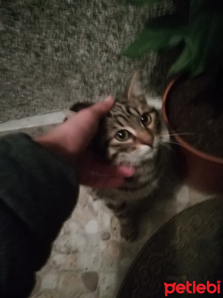 Tekir Kedi, Kedi  Tekir fotoğrafı