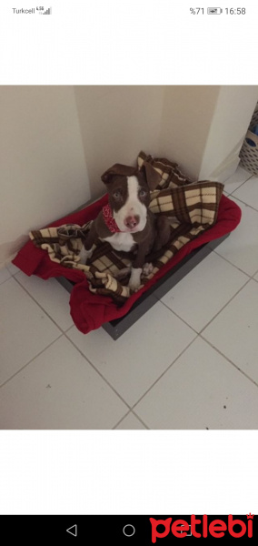 Amerikan Staffordshire Terrier, Köpek  Boldy fotoğrafı
