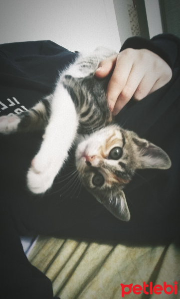 Tekir Kedi, Kedi  yagmur fotoğrafı