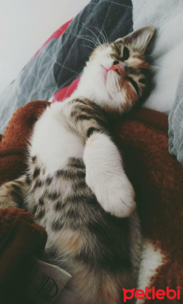 Tekir Kedi, Kedi  yagmur fotoğrafı