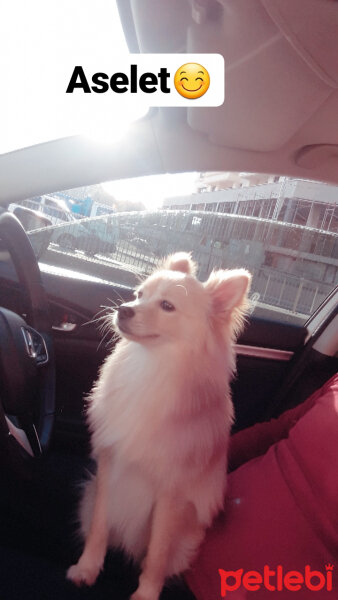 Pomeranyalı, Köpek  Jessica fotoğrafı