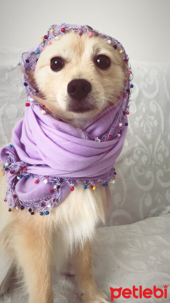 Pomeranyalı, Köpek  Jessica fotoğrafı